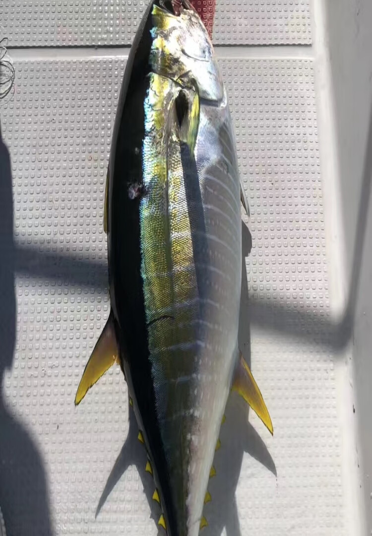 深海整条黄鳍金枪鱼可刺身可煮可生煎金枪鱼黄旗金枪鱼块速冻冰鲜芳玫