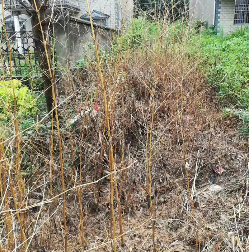 森泰环嗪酮死树剂杀大树剂灭树杀树王杀竹子药除树剂除竹子剂烂根灌木