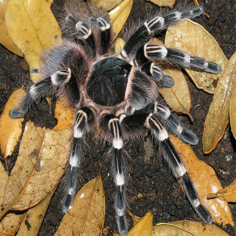 爬宠巴西巨人白漆白7头白膝头蜘蛛新手活体宠物 4-5厘米无套餐【图片