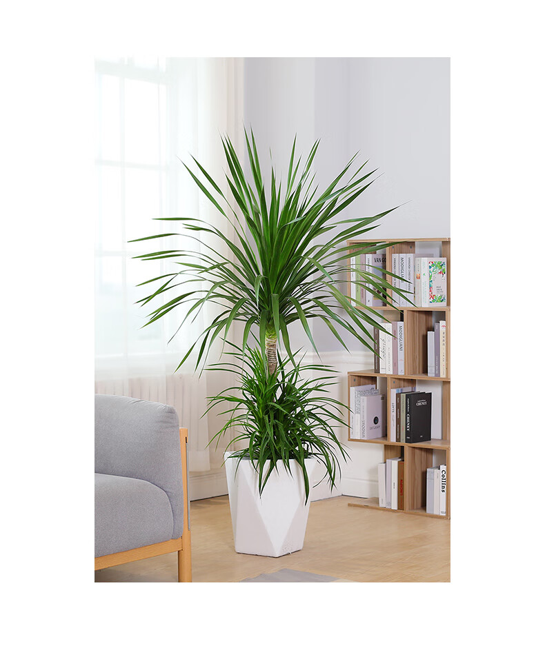 黑珍珠龙血树造型室内耐阴客厅中大型落地盆栽除甲醛绿植大型植物 黑