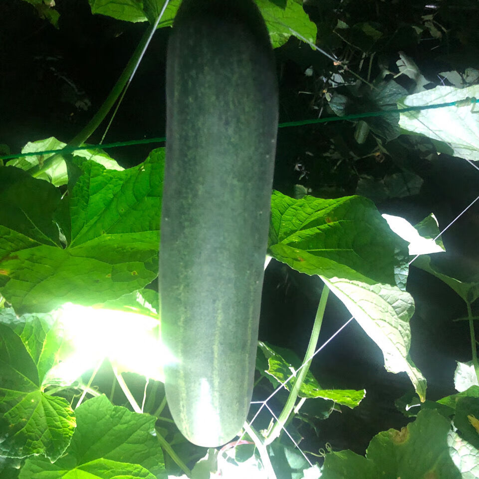 黄瓜本地水果吊瓜青瓜农家现摘现发当季新鲜蔬菜水果吊瓜精选5斤泡沫