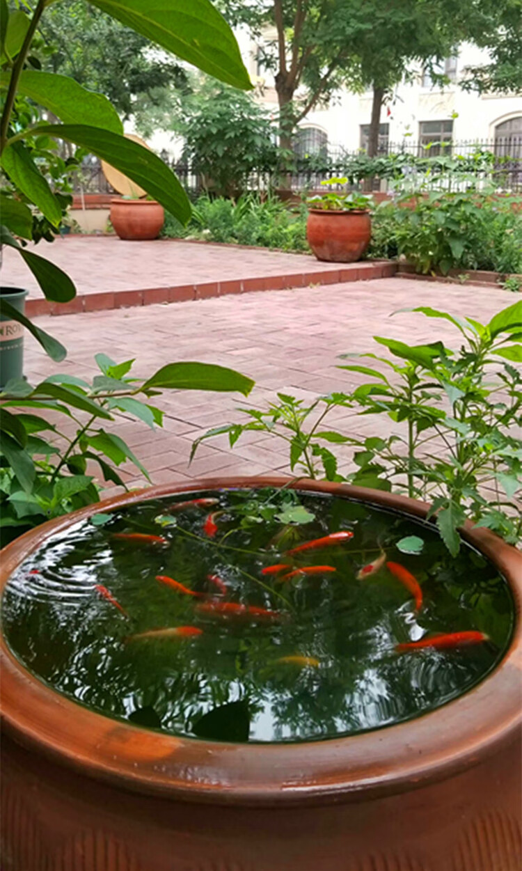 家用睡莲盆罐水无釉养乌龟鱼缸庭院荷花缸土陶造景大水缸 65口50高