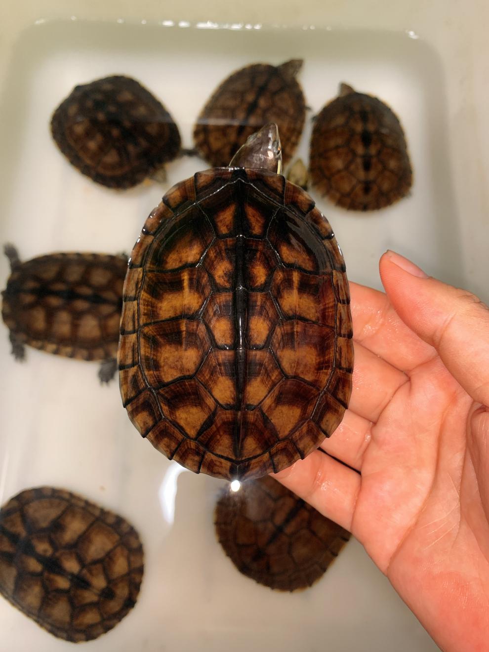 正宗纯种南石幼龟活龟南石南石苗石龟苗宠物小乌龟活物 6只 二公四母