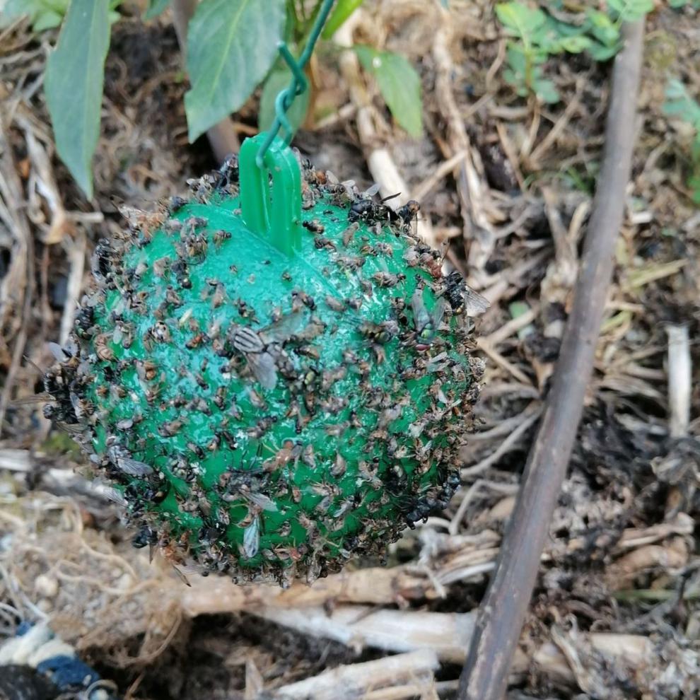 果园绿色粘虫球柑橘诱蝇球果蝇针蜂灭蝇球诱球橘子大实蝇球瓜实蝇