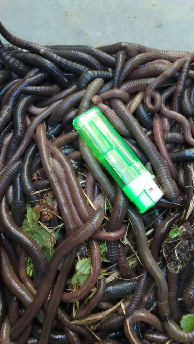 鲜活地龙特大号活体蚯蚓散装野生黑蚯蚓活蚯蚓钓鱼饵料龟鳖料喂蛇
