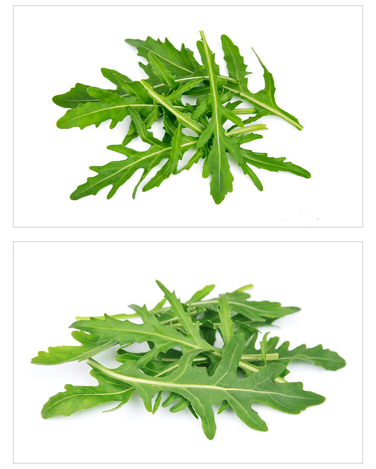 芝麻叶新鲜生菜芝麻菜250g火箭菜新鲜即食西餐食材蔬菜沙拉轻食 500g