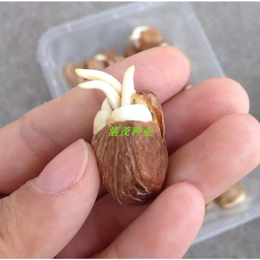 发财树种子树种子金钱树种籽四季易种活庭院阳台盆栽花卉种籽发财树