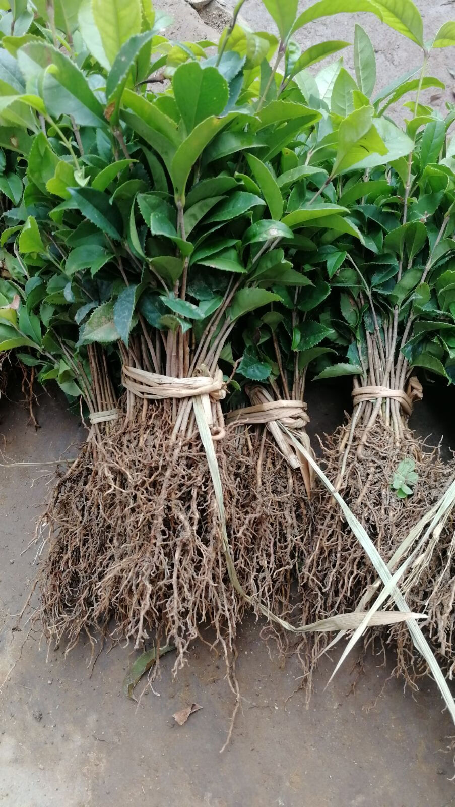 花姬桂花苗八月桂金桂桂花树苗浓香型桂花占地赔青保湿发货1米高500棵