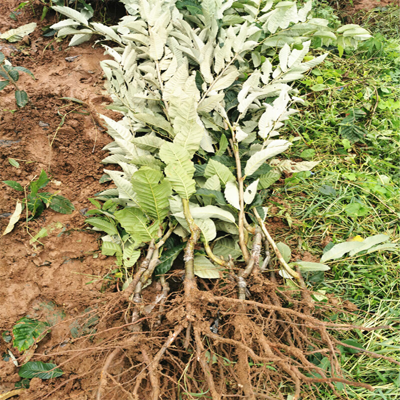 子苗树盆栽果树大红袍板栗树苗豫罗红板栗树苗5年苗三年苗品种留言