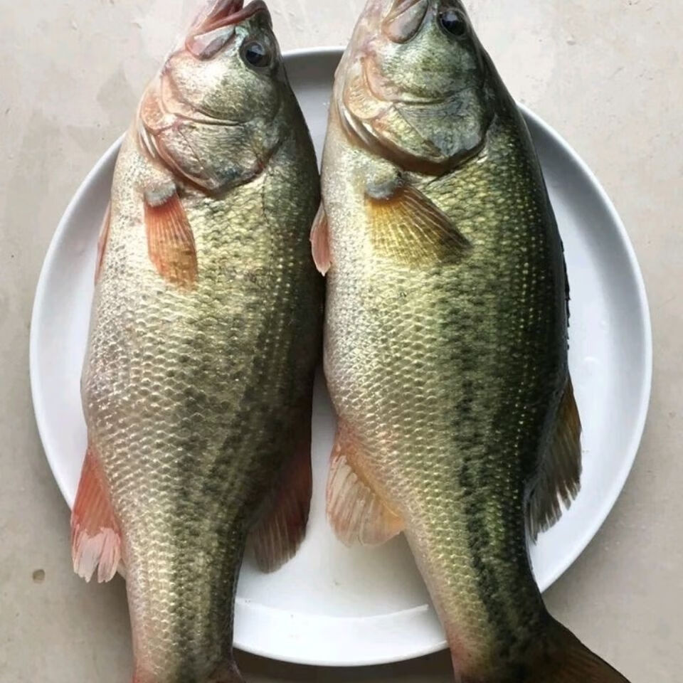 【所友旗舰店】淡水鲈鱼鲜活鲈鱼新鲜鲈鱼淡水鱼 9两-1斤/条 3条