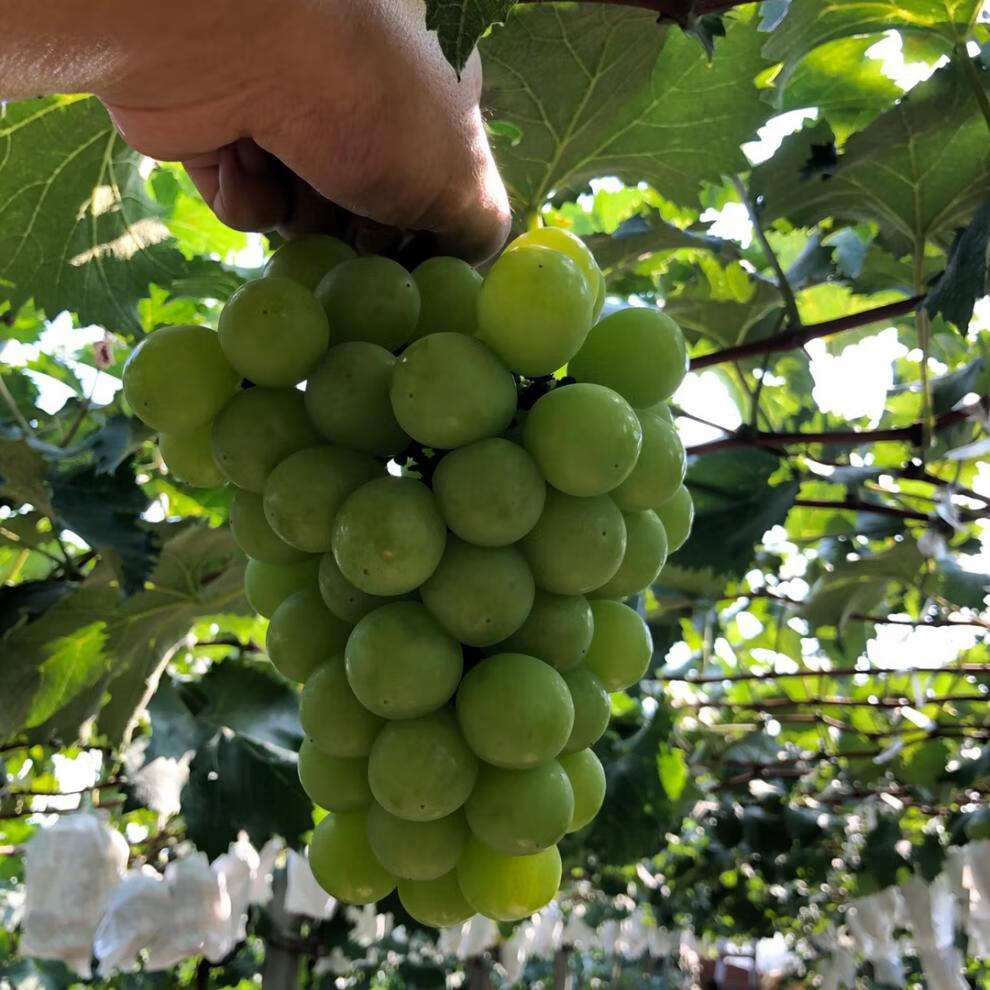 轻恋奶油葡萄新鲜现摘当季水果青提子5斤【图片 价格 品牌 报价】