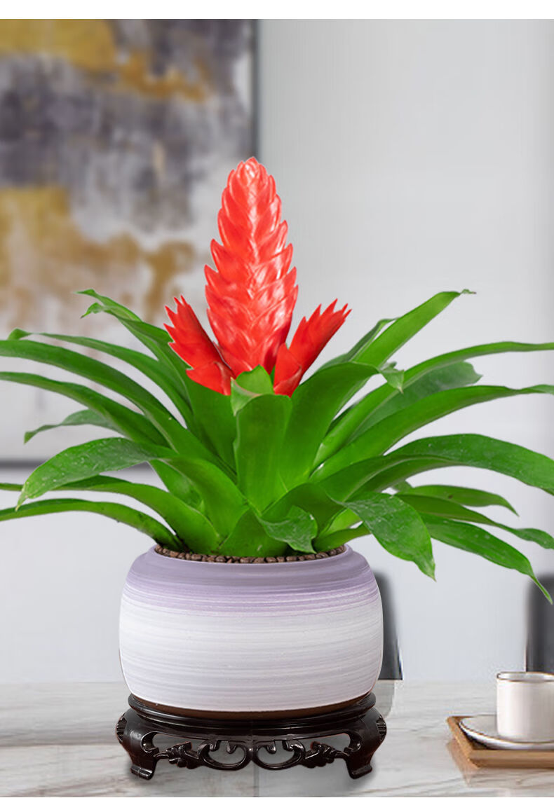 鸿运当头玉扇手花卉绿植盆栽万年红室内好养办公室客厅开花 手 鸟语