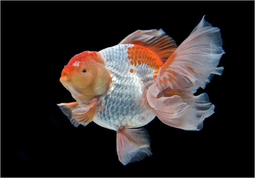 奈宠金鱼活体观赏鱼金鱼百褶泰狮锦鲤红白菠萝泰师百褶裙好养包活国粹