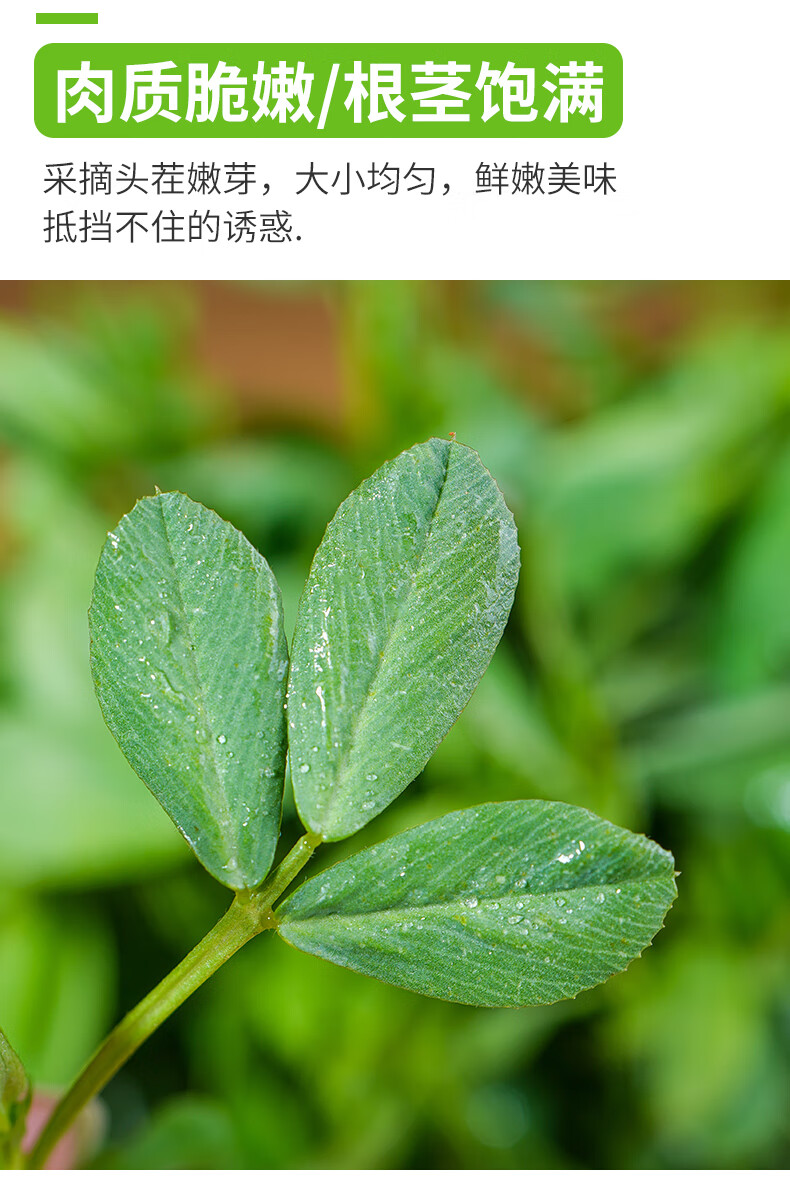 苜蓿菜新鲜现摘露天头茬苜蓿芽草头农家当季食用野生蔬菜现摘草头