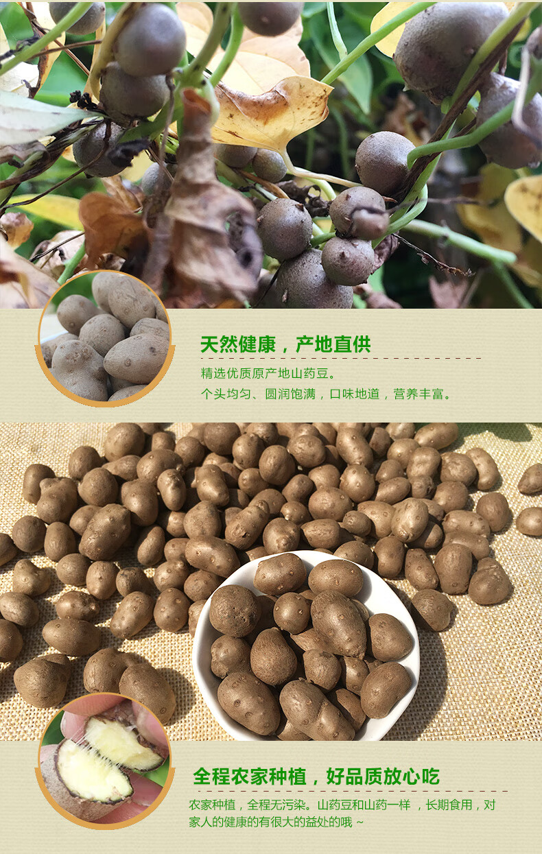 新鲜大号颗粒铁棍山药豆陈集农家淮怀山药蛋糖葫芦山药豆5斤装新鲜