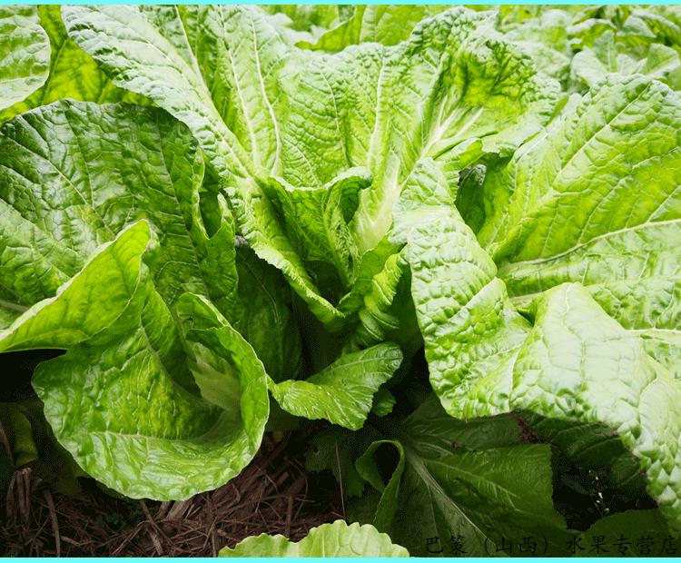 做泡酸菜专用贵州新鲜芥菜泡青菜酸菜鱼泡酸菜原料大叶青菜宽帮青菜现