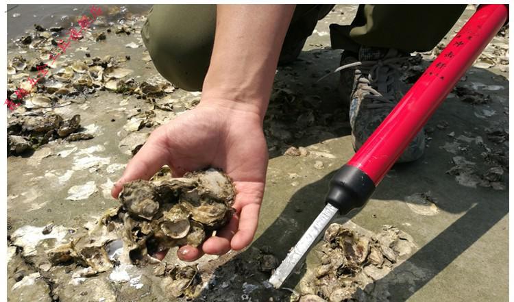 赶海挖海蛎子工具敲敲扇贝小镐撬生蚝壳菜拾贝挖牡蛎工具海蛎子钩