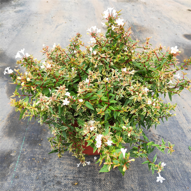 盆栽新款地栽灌木金叶大花六道木庭院阳台覌叶覌花植物带花 大盆金叶