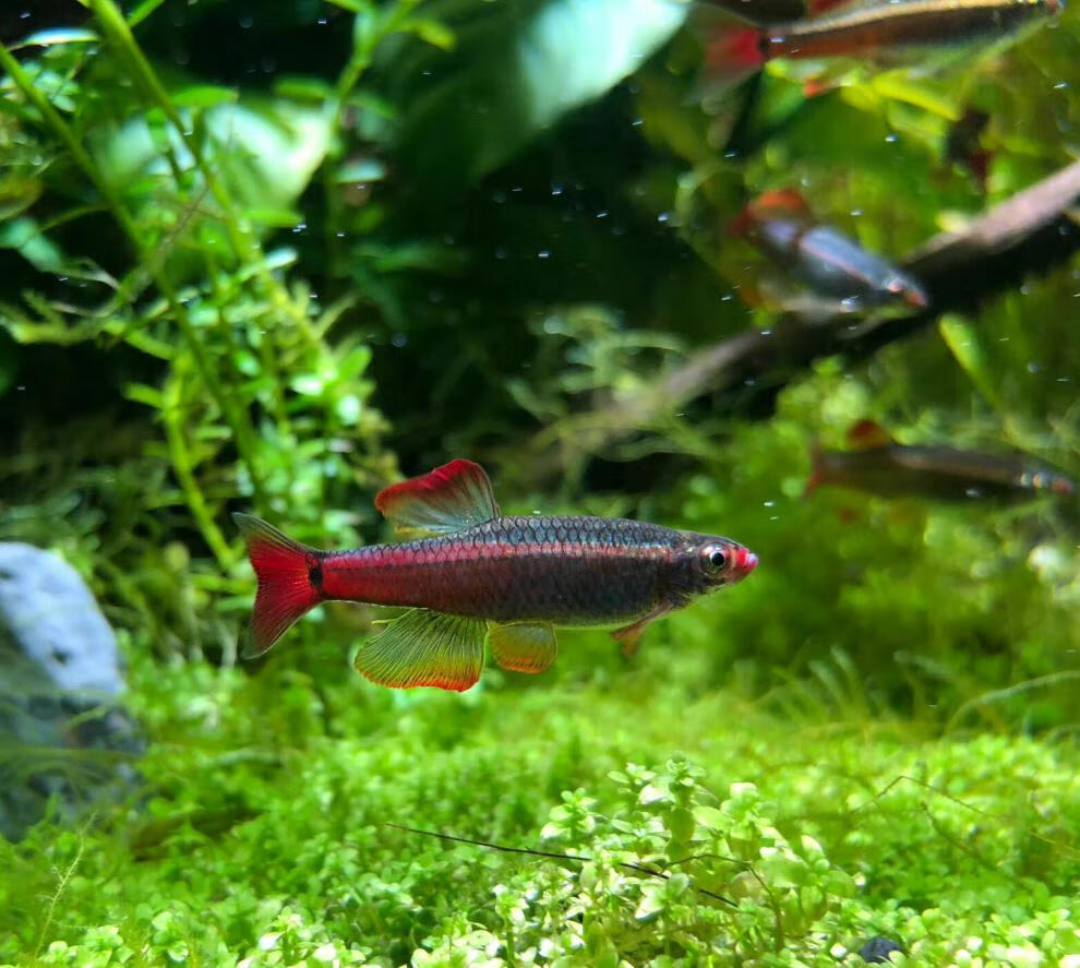 钱隆宠(qlpets)白云金丝冷水鱼热带鱼斑马鱼好养不打氧原生鱼观赏鱼