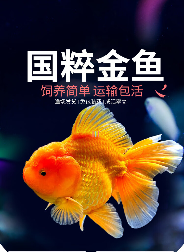 森悠(saryor)精品泰狮金鱼淡水冷水观赏鱼活体百褶裙