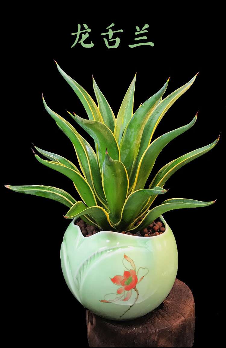 金边龙舌兰多肉植物盆栽盆景室内阳台办公室吸甲醛花卉绿植 大龙舌兰