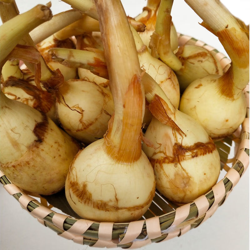 云南大慈姑新鲜现挖大茨菇现挖现发马蹄蔬菜茨菰蔬菜白慈姑批发大号