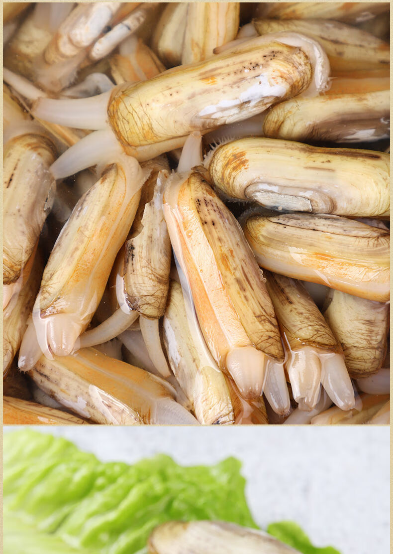 鲜活蛏子蛏王海蛏子新鲜海鲜天然无污染大蛏子竹节蛏笔杆蛏鲜活蛏子