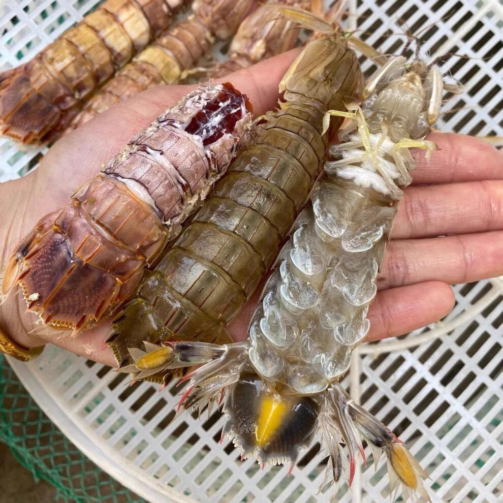 应季上市超大特大鲜活蒸熟皮皮虾海鲜水产海虾姑濑尿虾螳螂虾爬子 熟