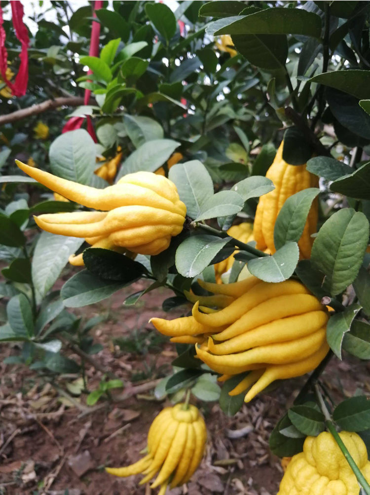 现摘金华佛手果新鲜佛手香橼清供观赏把玩清香除味车用家用佛手果黄果