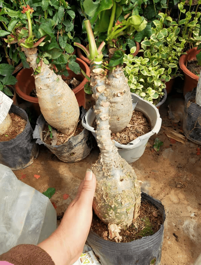 佛肚海棠 大肚海棠植物,佛肚海棠花盆栽四季开花好养植物7-10公分肚子