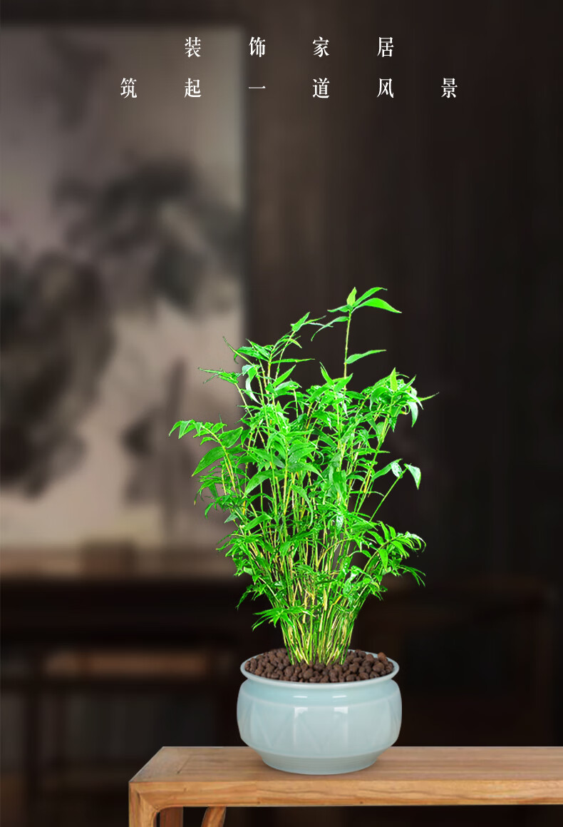 姜芮米竹植物盆栽竹子室内观赏办公室盆景节节高四季常青客厅绿植好养