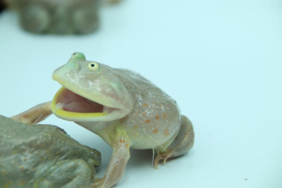 小丑蛙 猫眼珍珠蛙水蛙萌蛙宠物蛙水栖蛙网红蛙 9~10cm【图片 价格