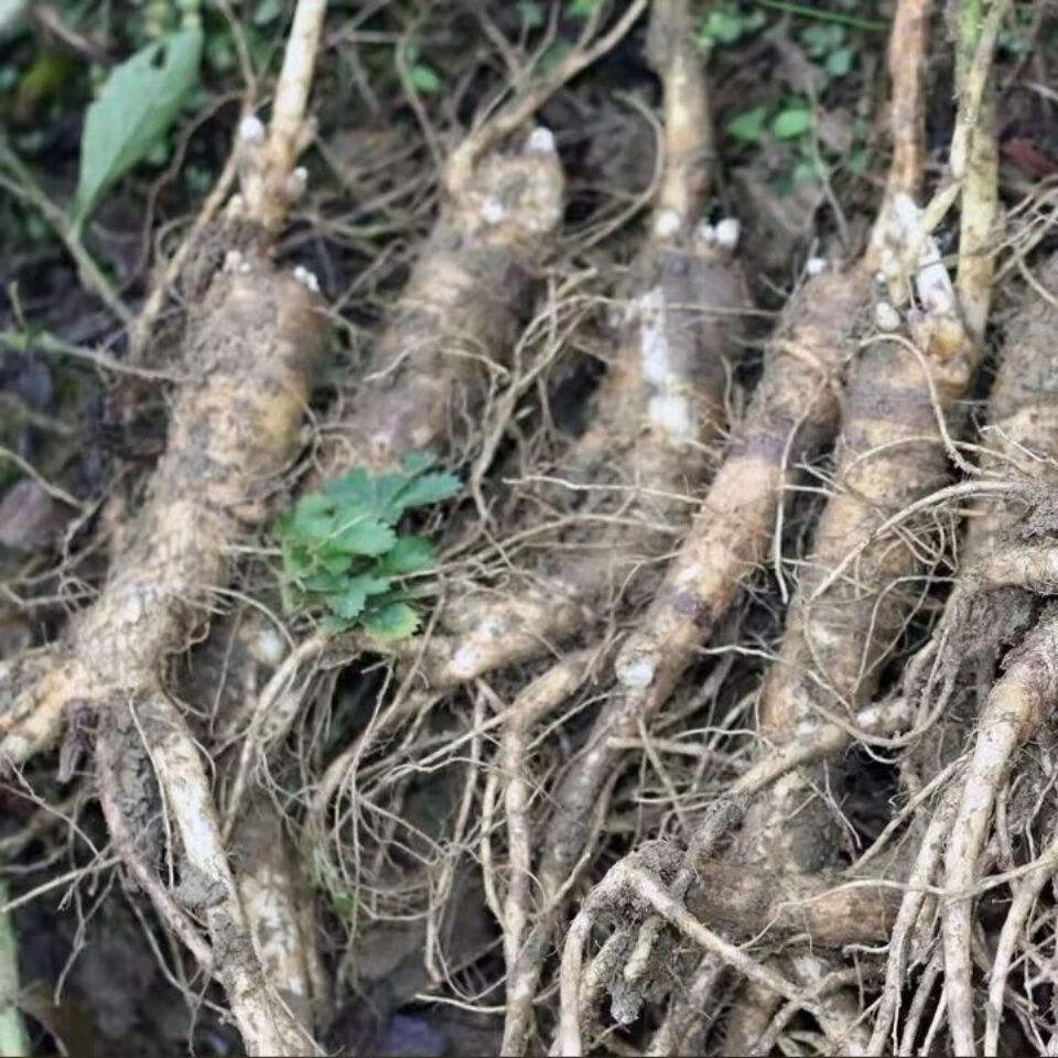 桔梗500g 秦岭新鲜桔梗三年生新鲜桔梗狗宝咸菜产地直供10斤 新鲜桔梗