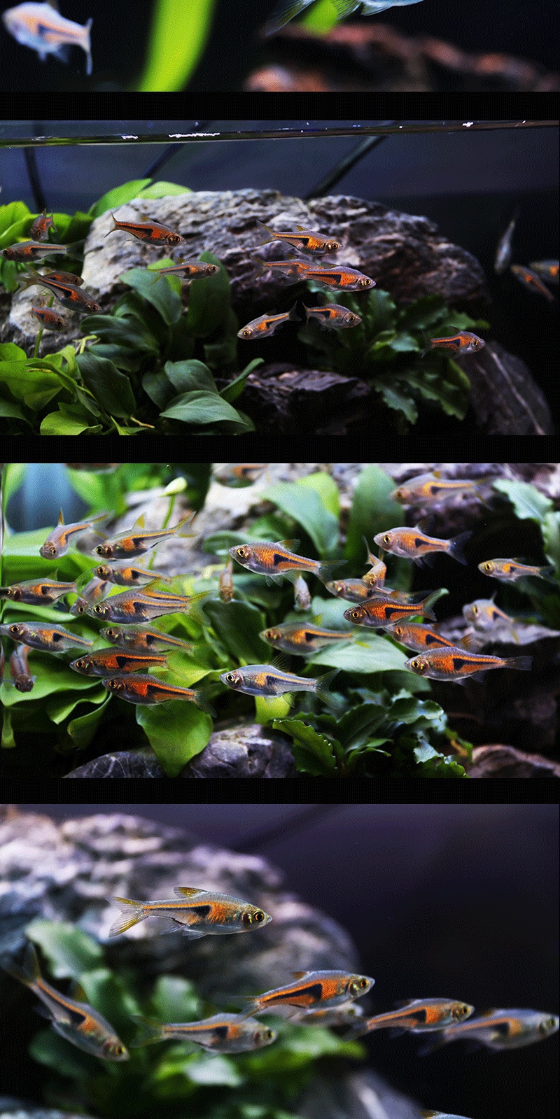 zxc紫三角灯科鱼活体红绿灯群游金三角灯鱼淡水鱼小型热带观赏鱼活体