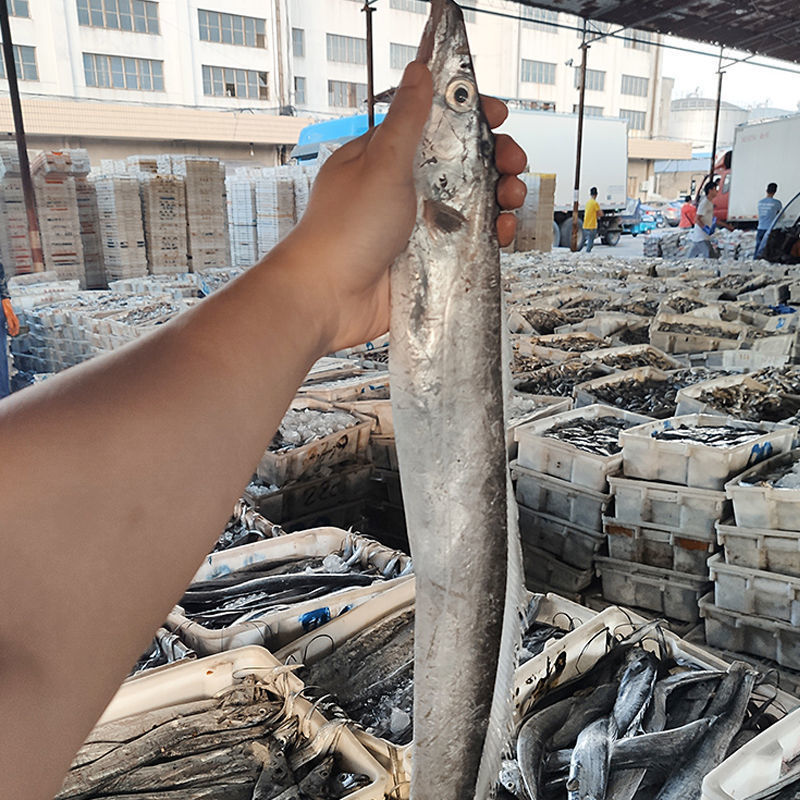 舟山大帶魚淨重無冰東海帶魚新鮮鮮活刀魚海鮮水產鮮活單條1斤以上無