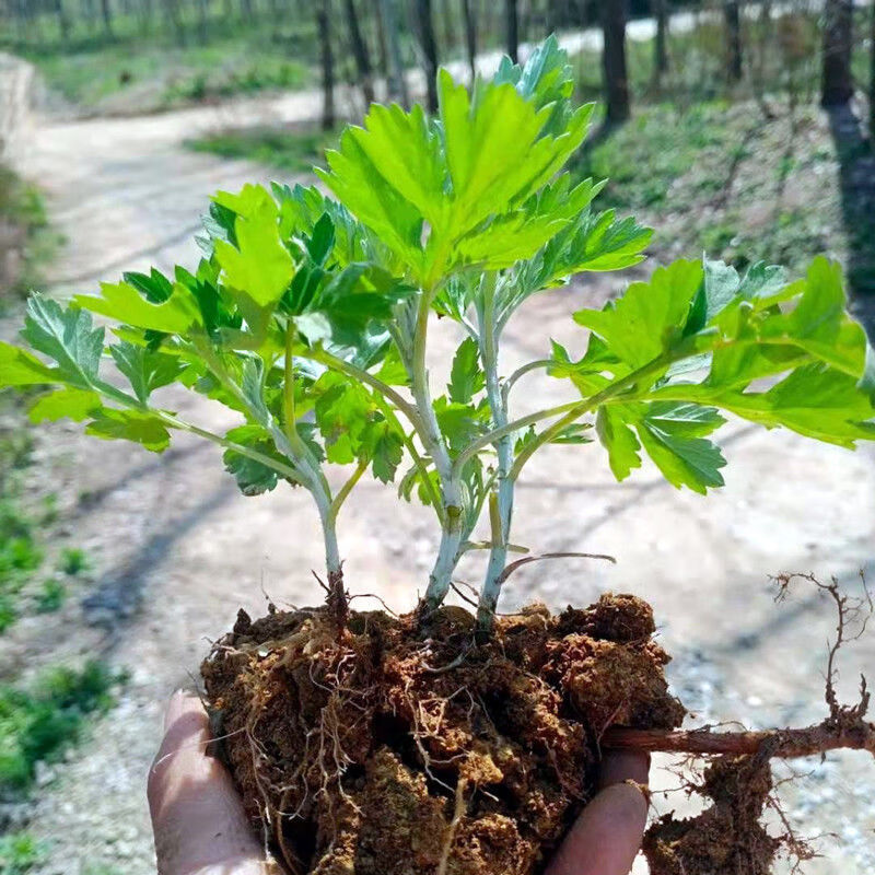 大叶艾草苗正宗野生根苗四季种植青团可食用盆栽洗澡驱蚊量大联系客服