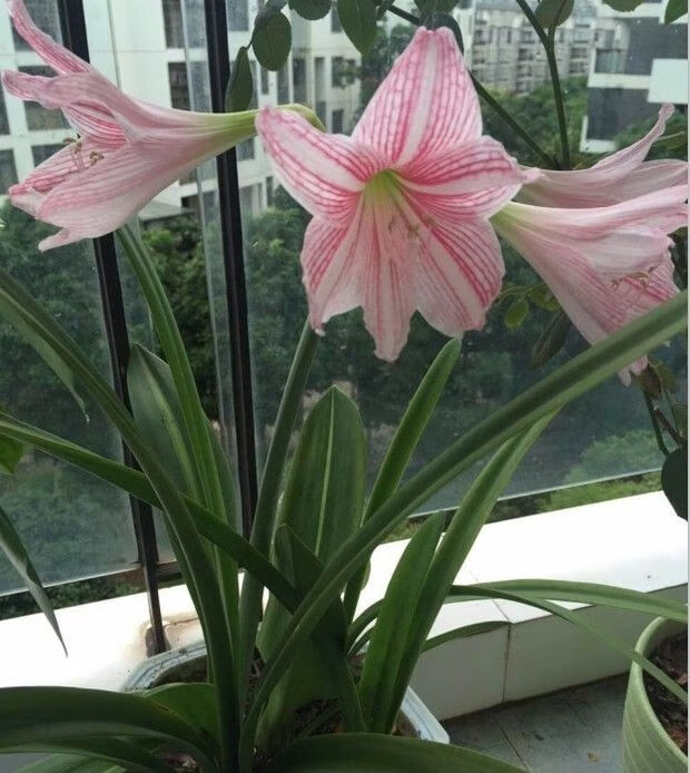 自家养白肋朱顶红也叫加菲尔德夫人包对版带叶子发货酉卡伊(ukayi)