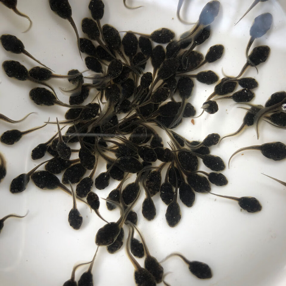 zxc牛蛙苗小蝌蚪儿童宠物幼儿观赏牛蛙养殖水产大量养殖场牛蛙肉 500