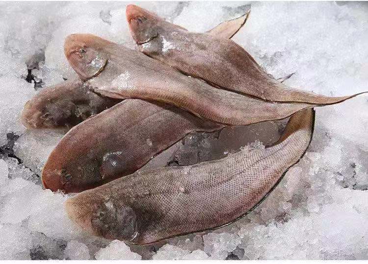 舌头鱼新鲜冷冻水产整条龙利鱼深海鱼舌鳎鱼踏板鱼康如四云龙利鱼1斤