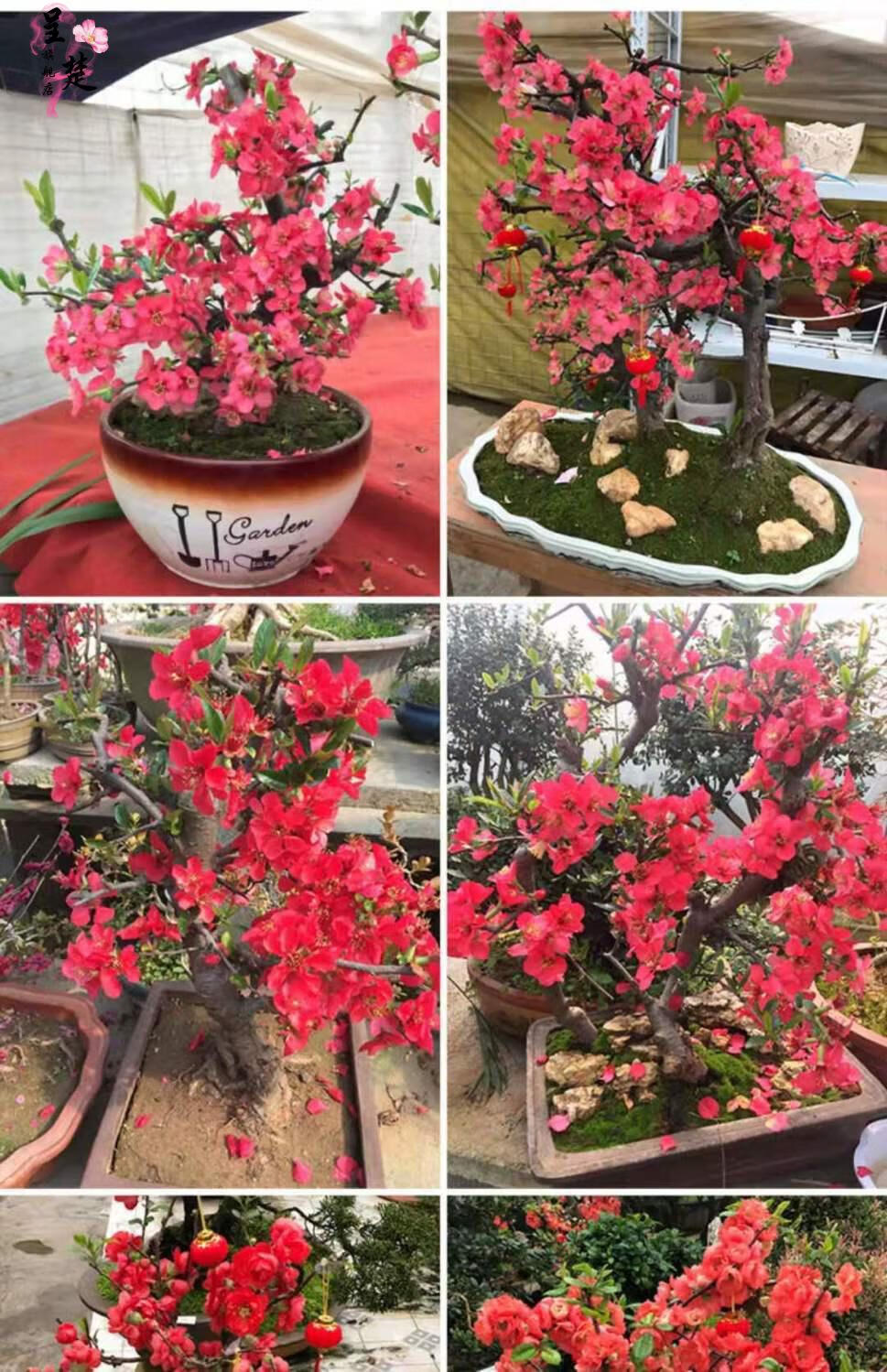老桩造型海棠海棠花多头盆栽盆景耐寒室内外四季开花重瓣花脸海棠7年