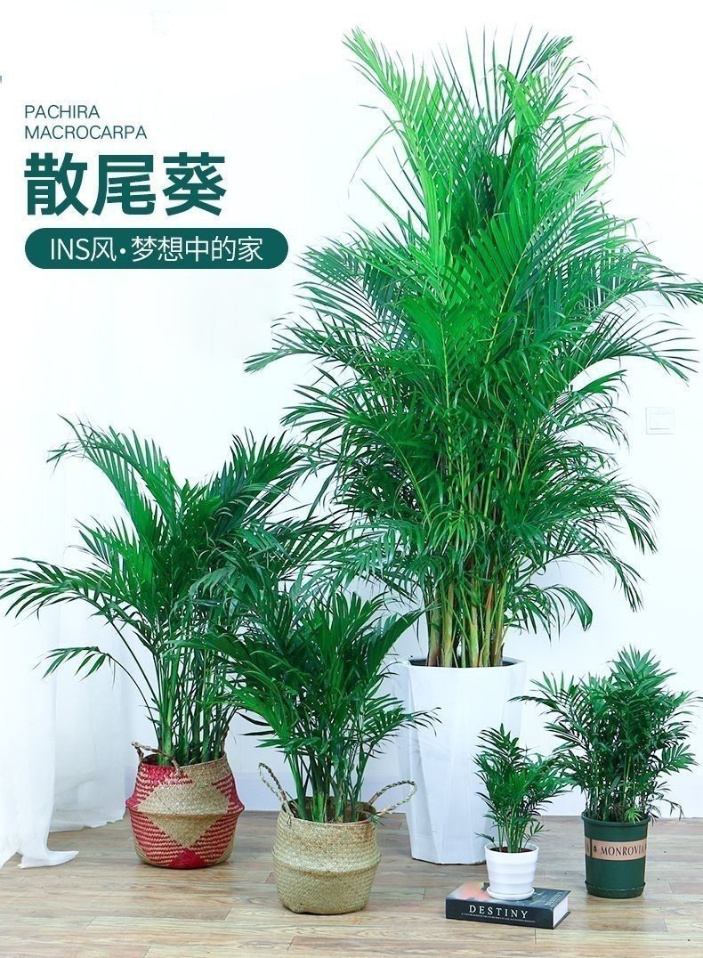 精品绿植抖音同款散尾葵室内盆栽客厅吸好养绿植大型植物凤尾竹含仿