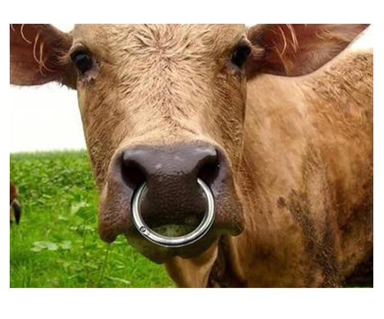 给牛穿鼻子的器具图片