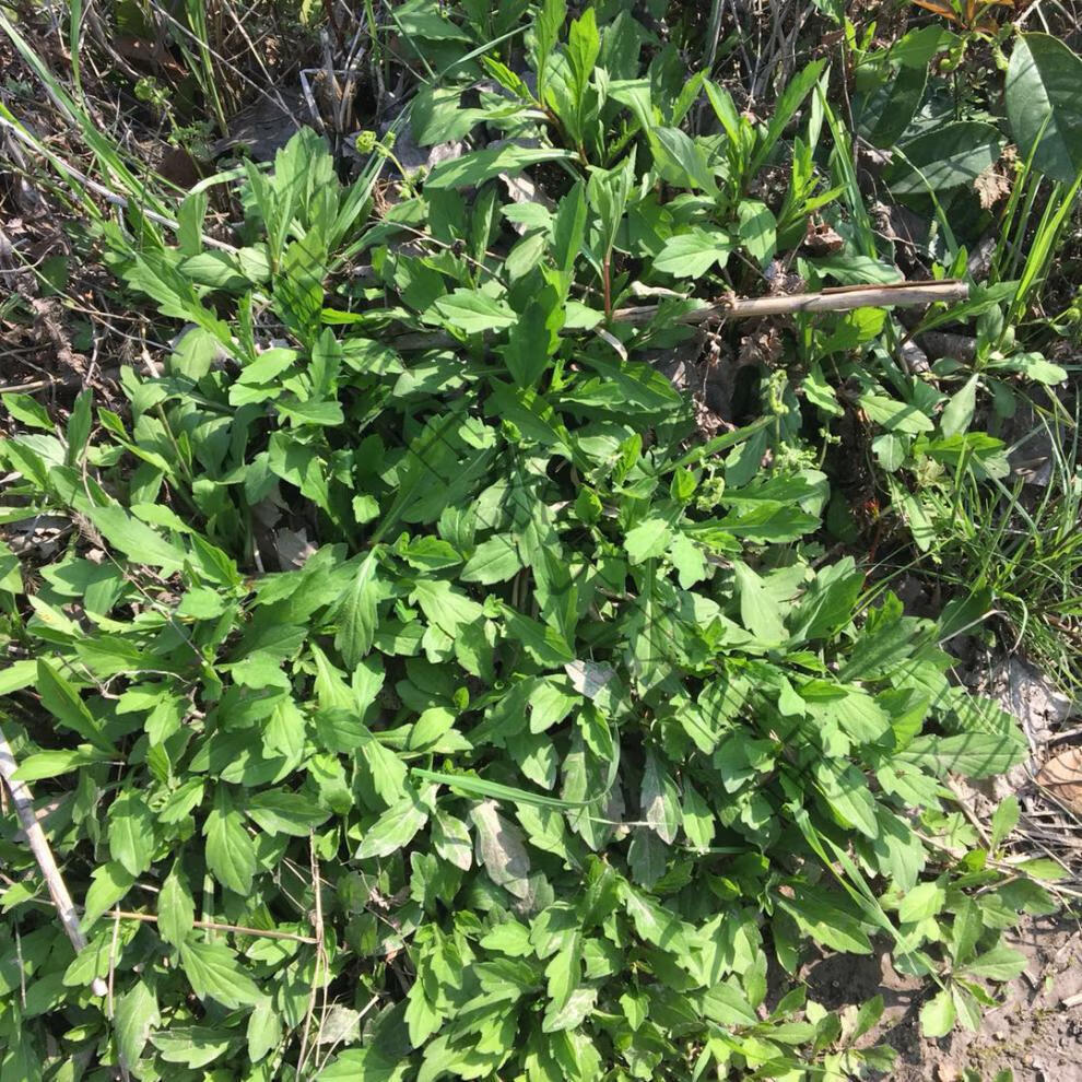 源外园湖北农村春季野菜马兰芽马兰头红梗菜鸡儿肠田边菊马兰菜 9斤