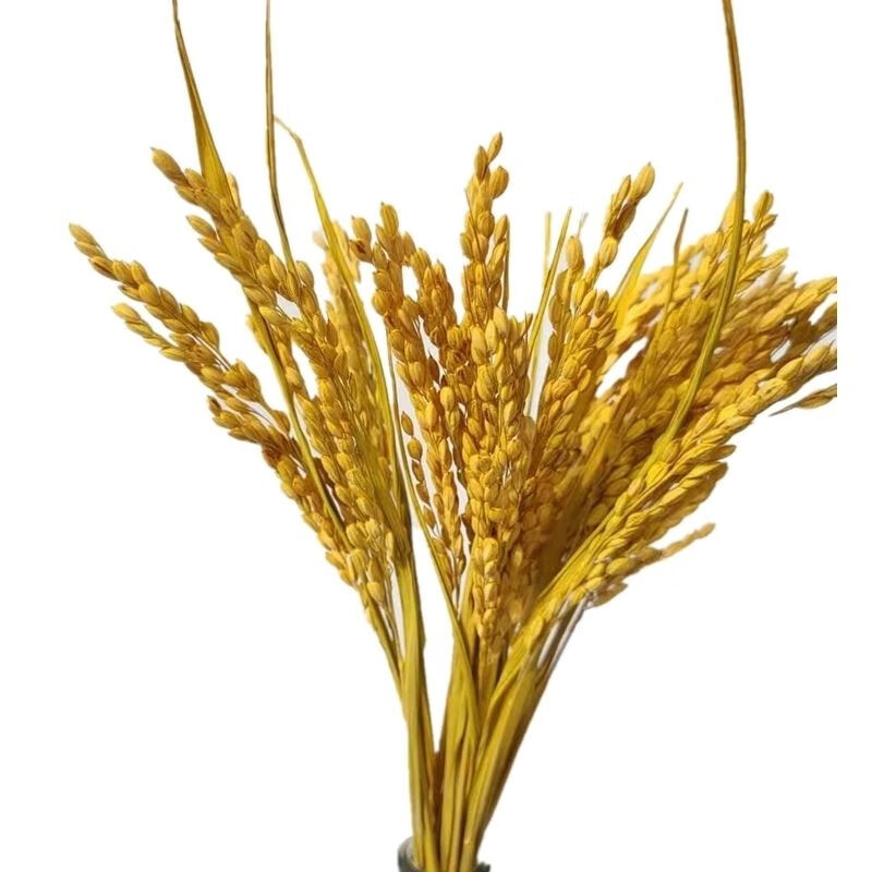 【精选现发】稻穗装饰真稻子稻谷干花桌摆造景布景丰收拍摄影道具