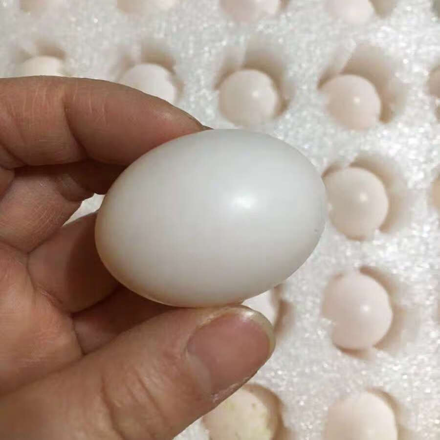 新鲜鸽子蛋初生白鸽蛋轻微破壳鸽蛋原粮喂养20枚康如四云精选鸽子蛋20