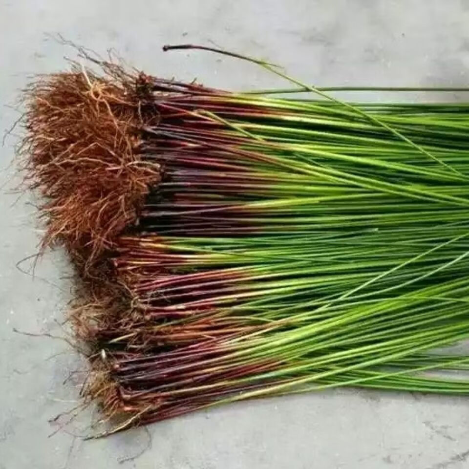 灯心草 灯芯草 龙须草 水灯芯 水顶芯 秧草 铁灯心草 新鲜 全草(鲜500