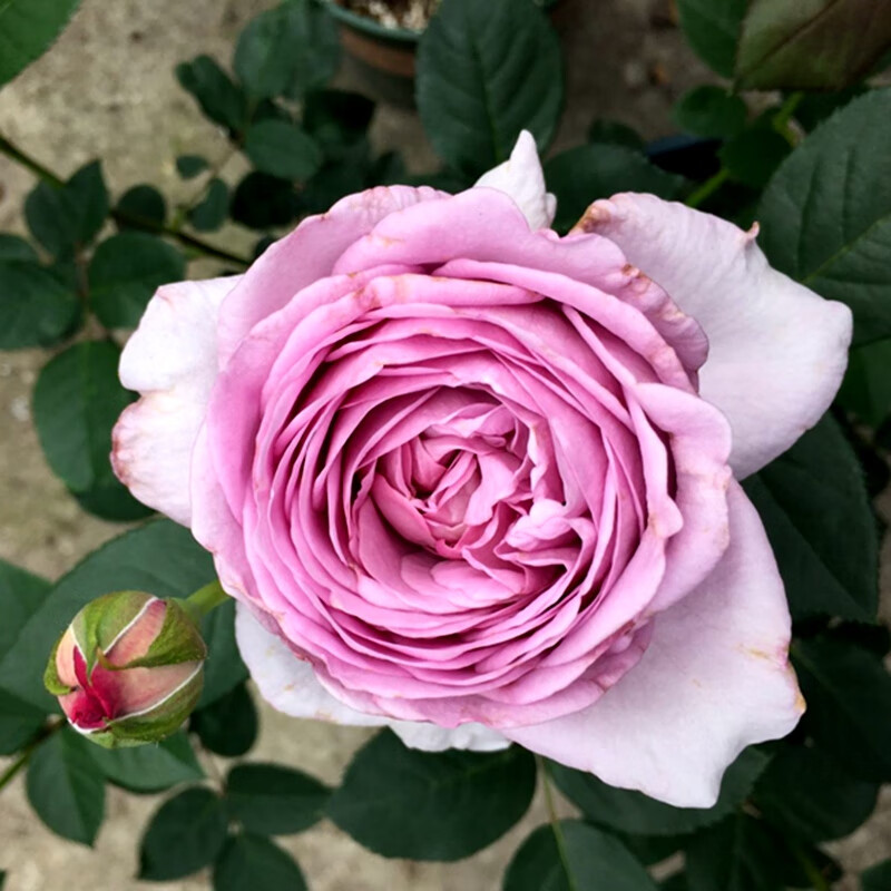 日系香水切花月季苗 蓝色风暴 蓝紫色切包丰花月季四季开花不断 蓝色