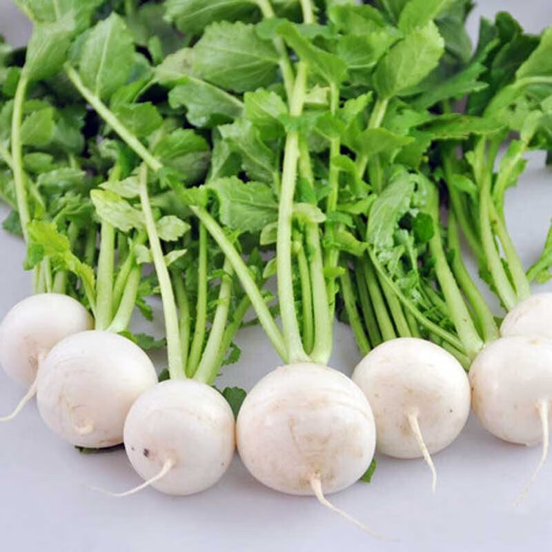 千帆亭种籽春秋四季白皮白樱桃小萝卜种子阳台盆栽蔬菜种孑白丁白丁
