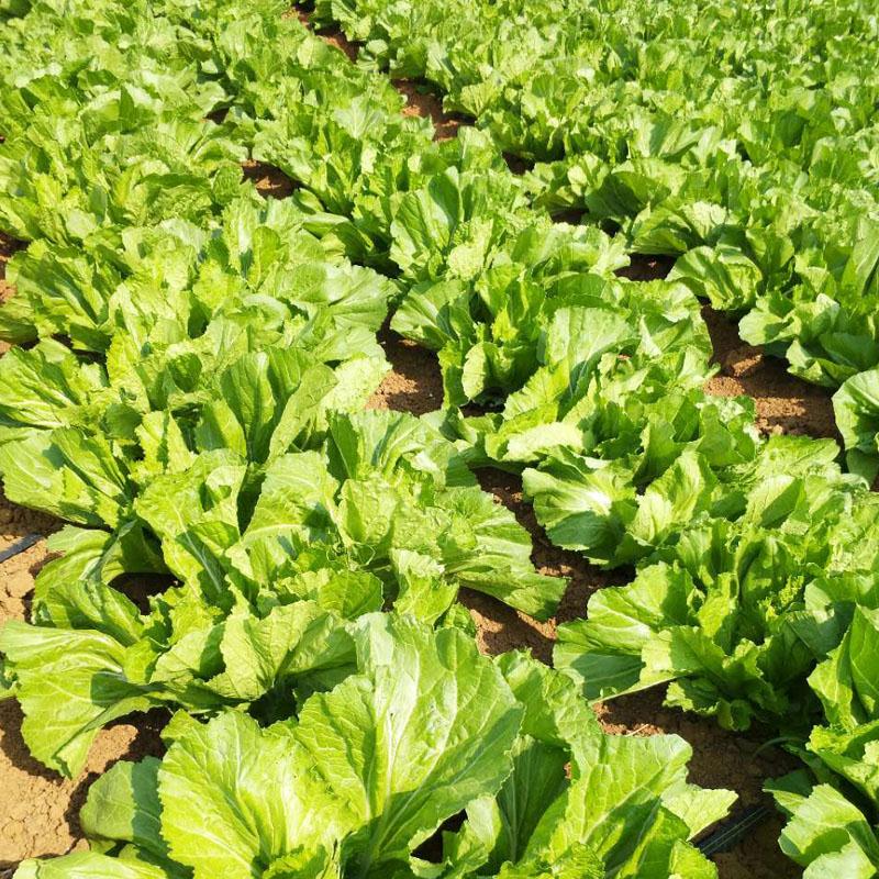 广西新鲜芥菜大叶青菜卷心肉菜苦菜可做酸菜当季蔬菜3斤4300g