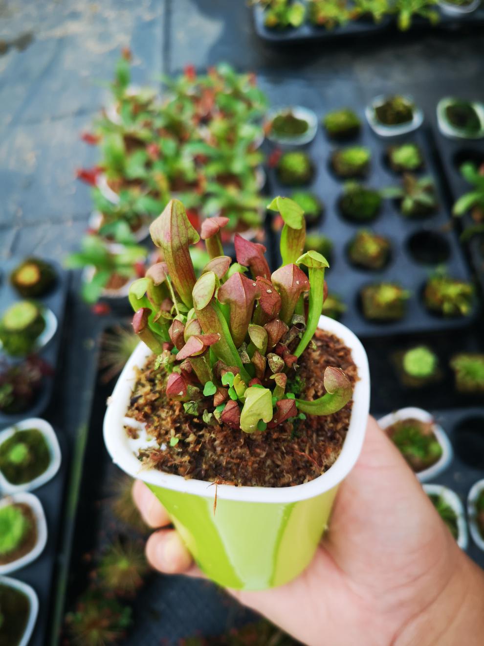 花绿植食蝇草猪笼草茅膏菜食虫植物b52捕虫草 b52捕蝇草捕夹约1厘米